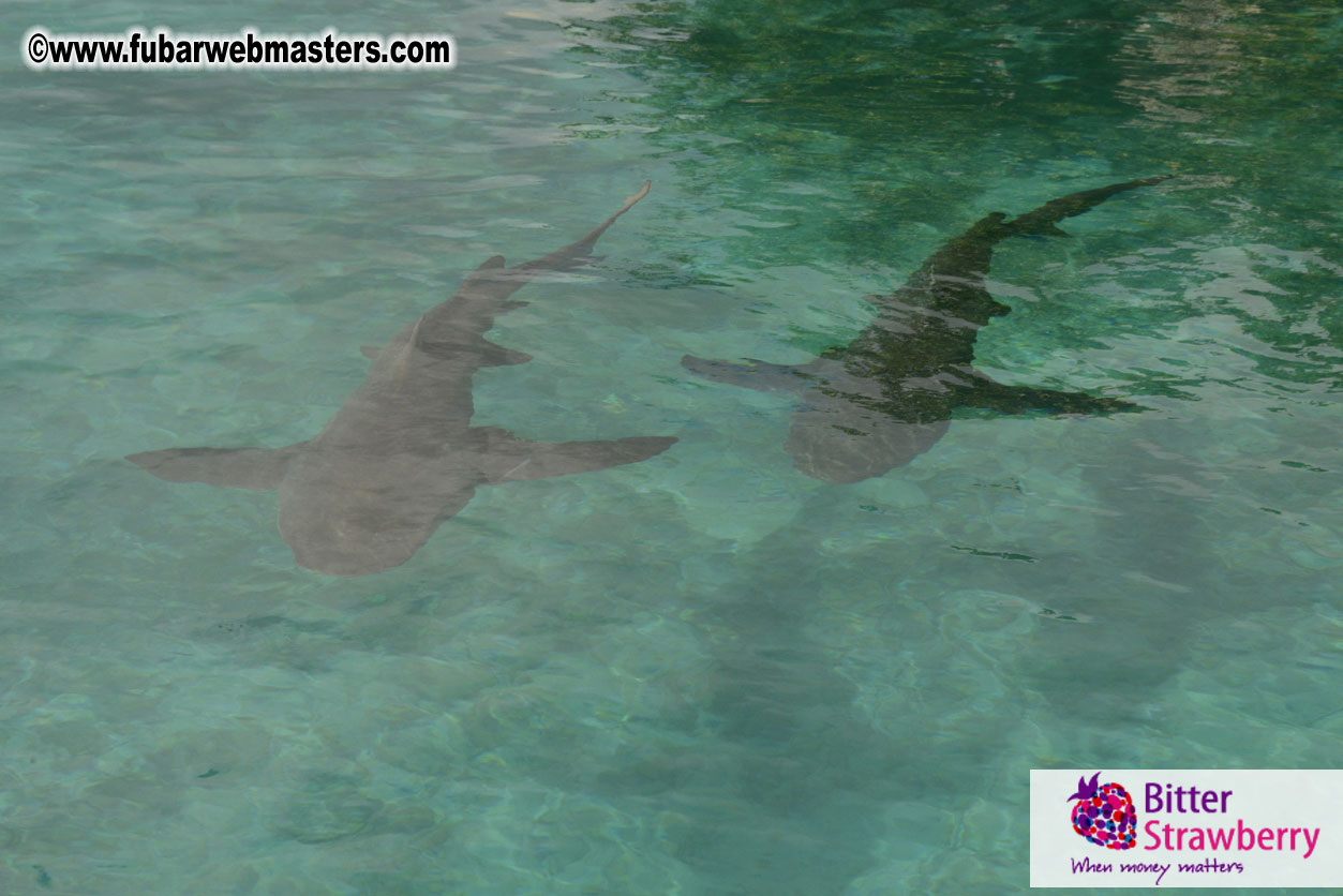 WireCard Dolphin Swim