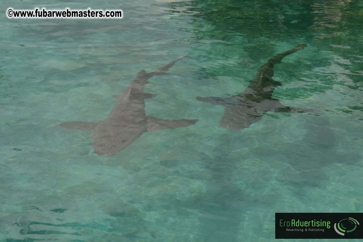 WireCard Dolphin Swim