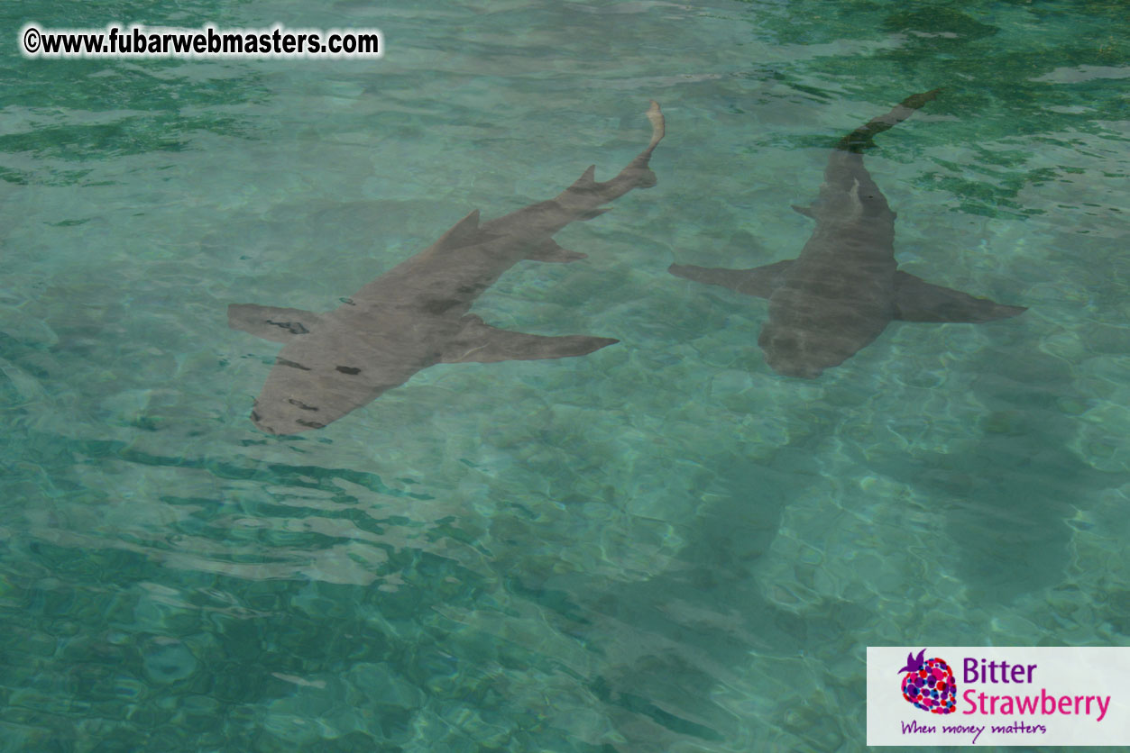 WireCard Dolphin Swim