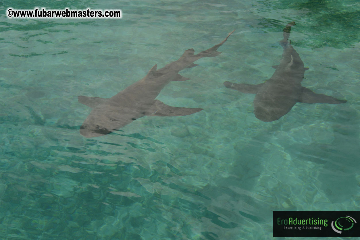 WireCard Dolphin Swim