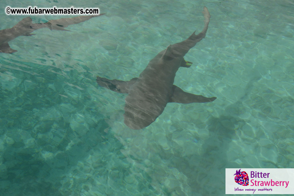 WireCard Dolphin Swim