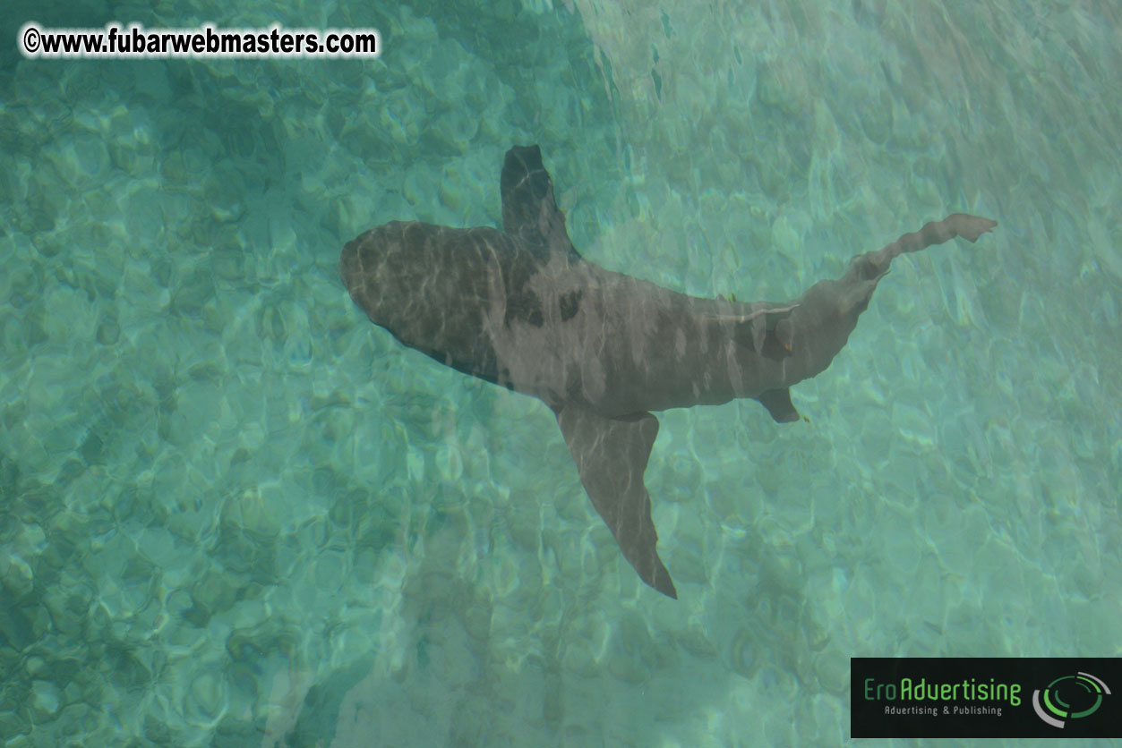 WireCard Dolphin Swim