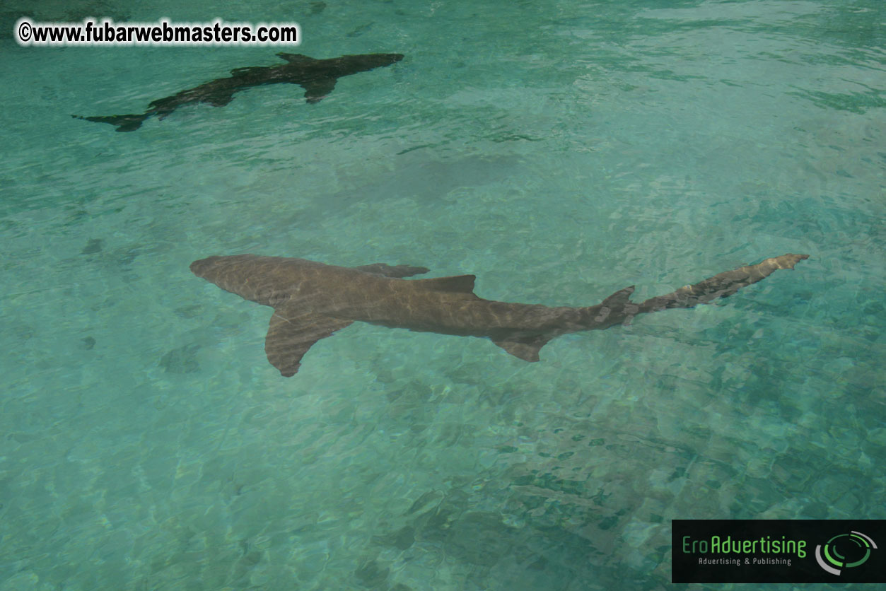 WireCard Dolphin Swim