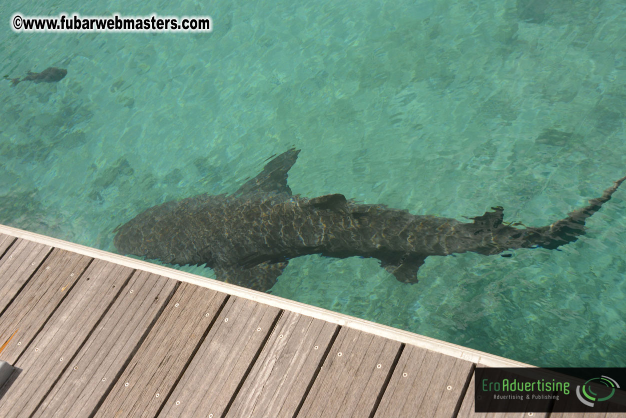 WireCard Dolphin Swim