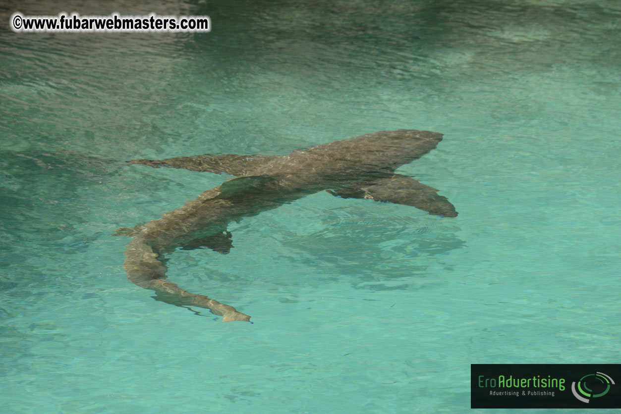 WireCard Dolphin Swim