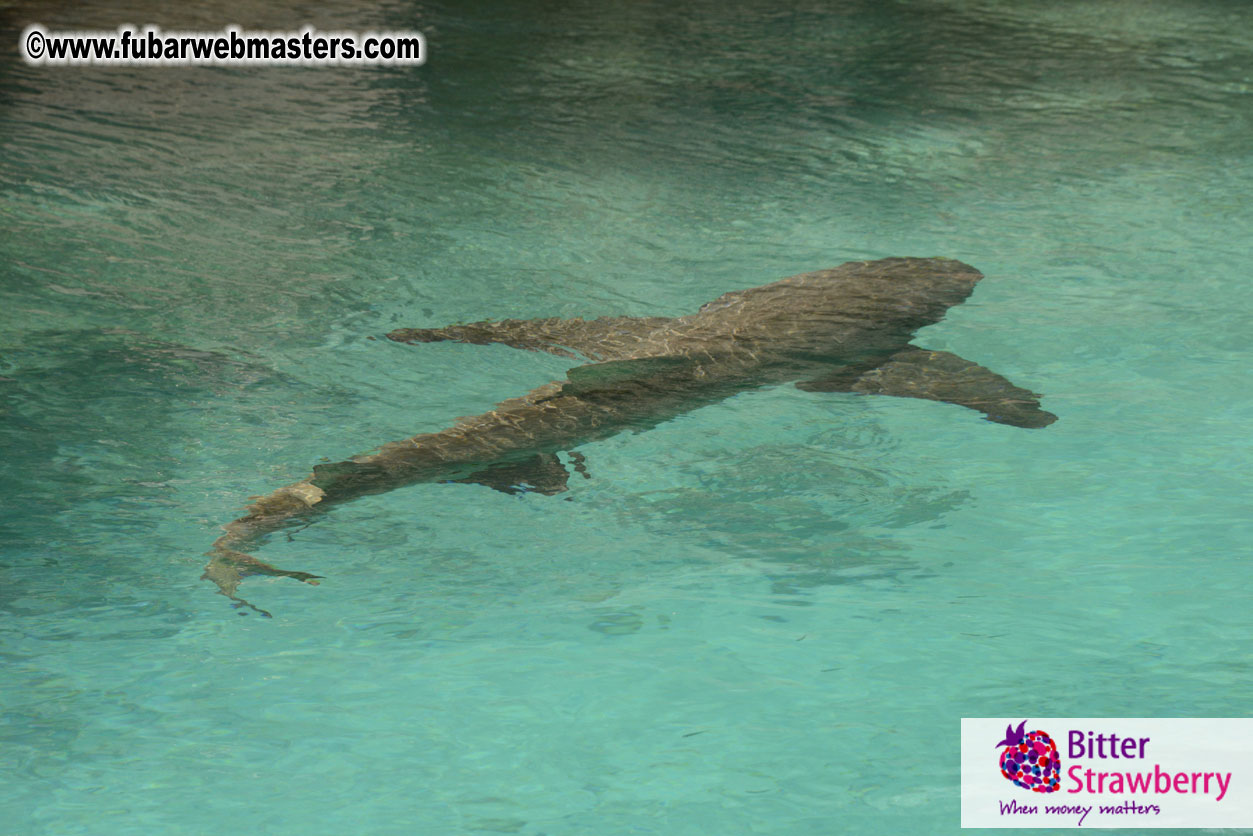 WireCard Dolphin Swim