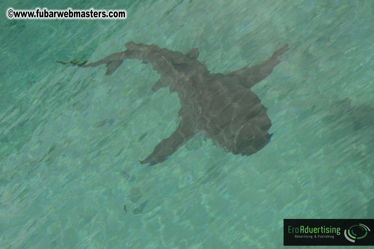 WireCard Dolphin Swim