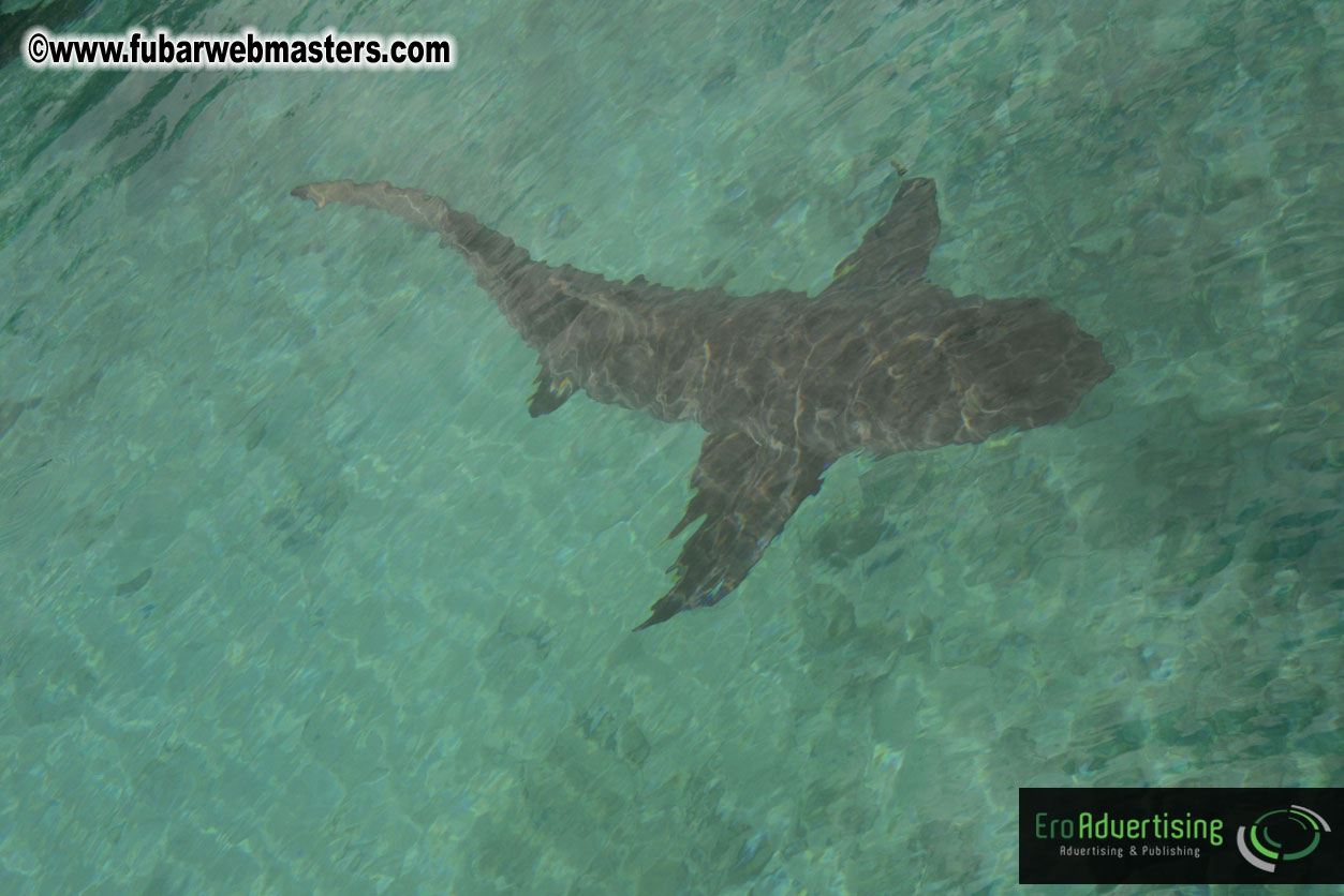 WireCard Dolphin Swim