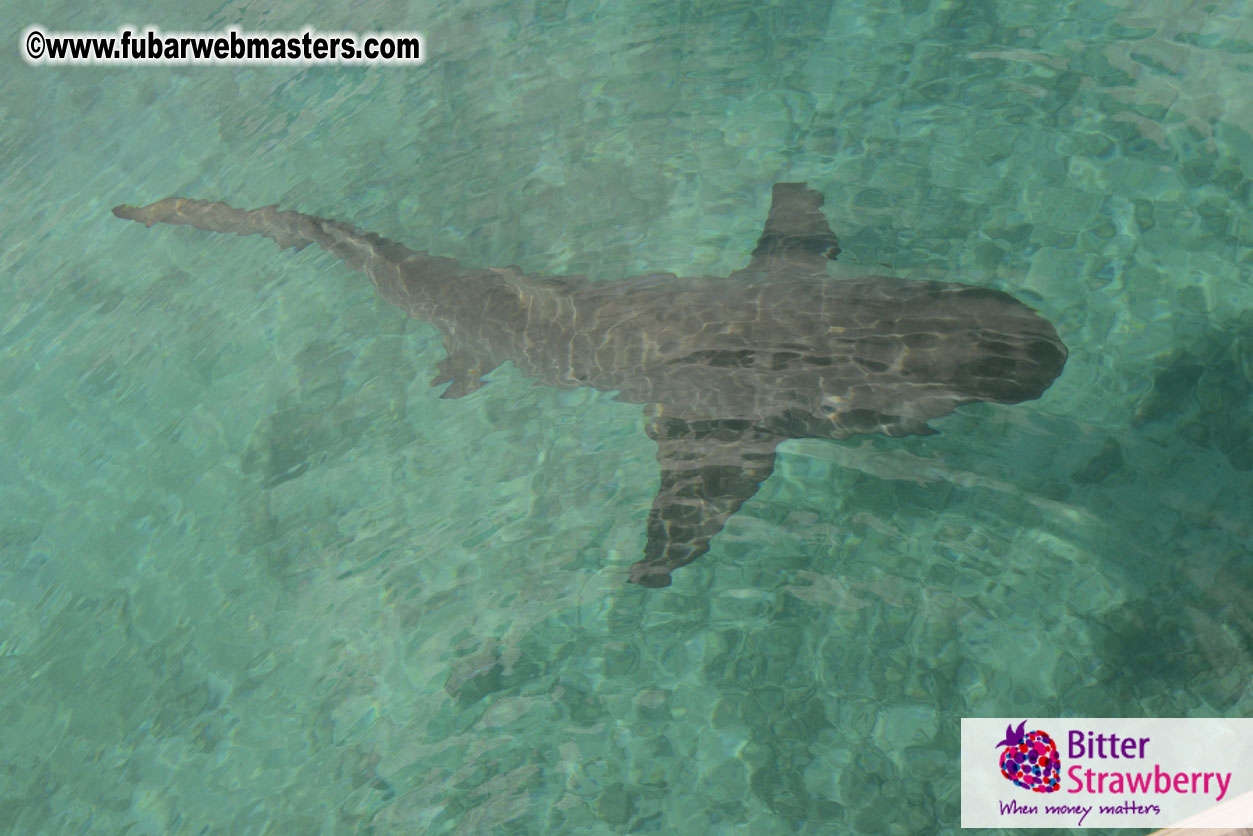 WireCard Dolphin Swim