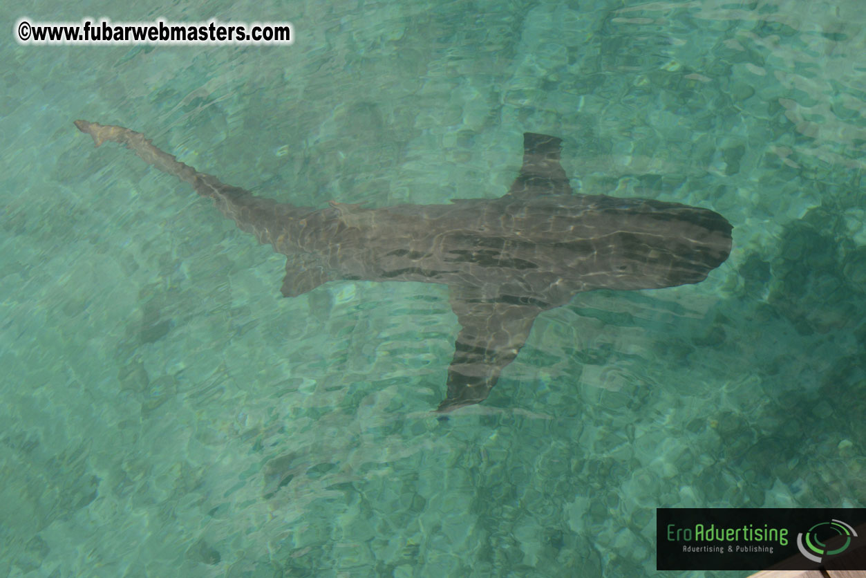 WireCard Dolphin Swim