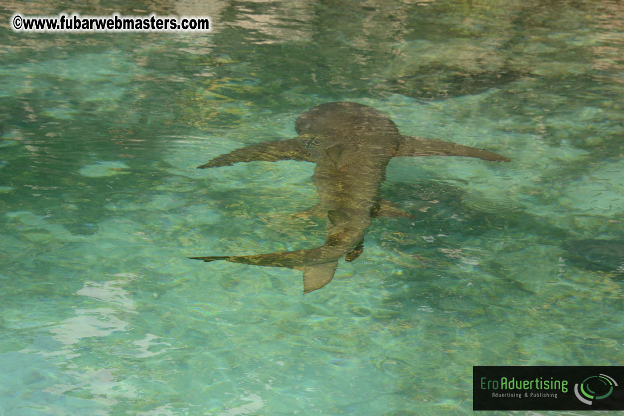 WireCard Dolphin Swim