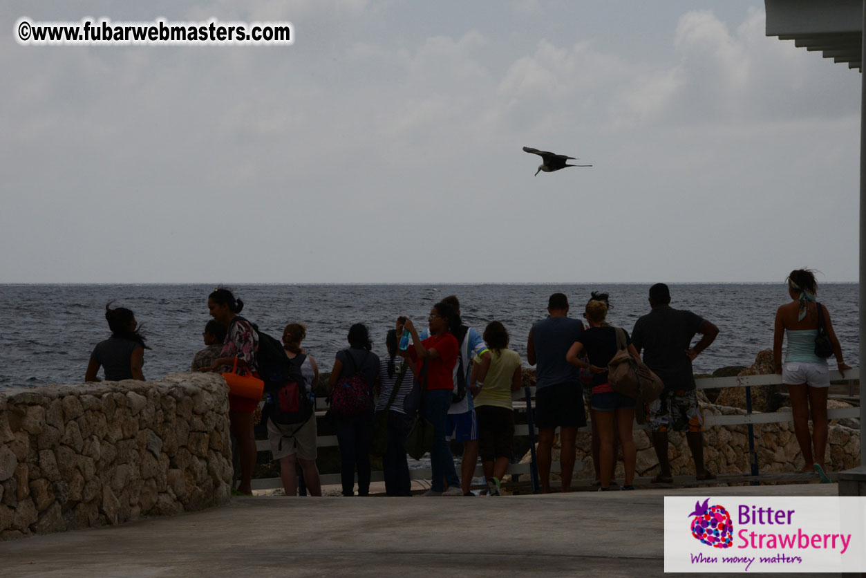 WireCard Dolphin Swim