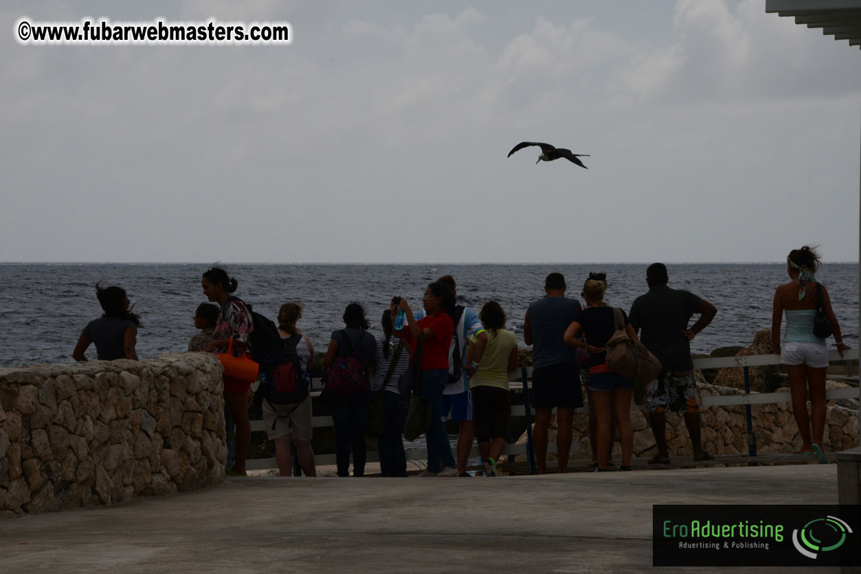 WireCard Dolphin Swim