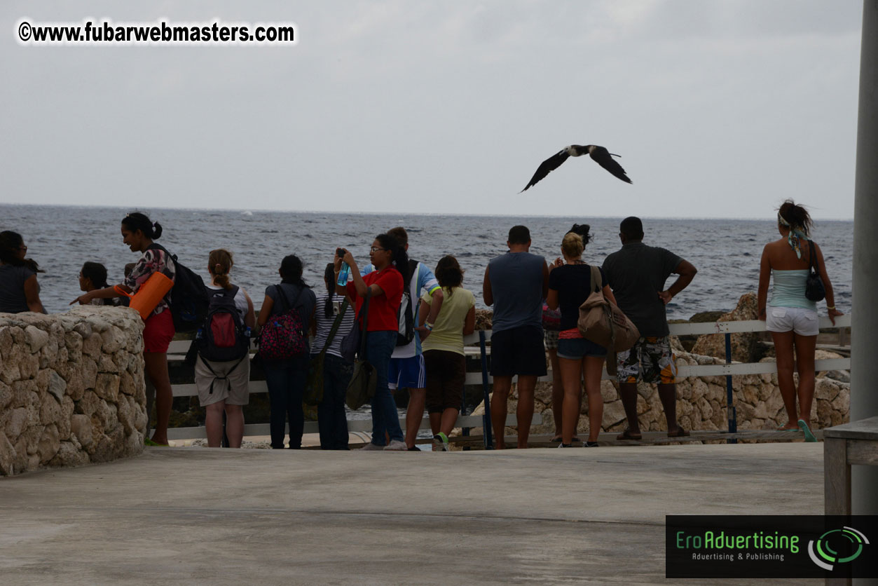 WireCard Dolphin Swim