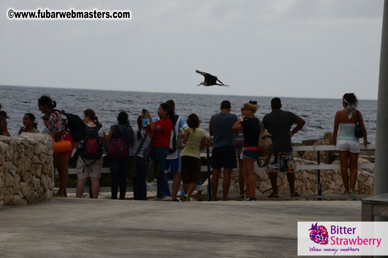 WireCard Dolphin Swim