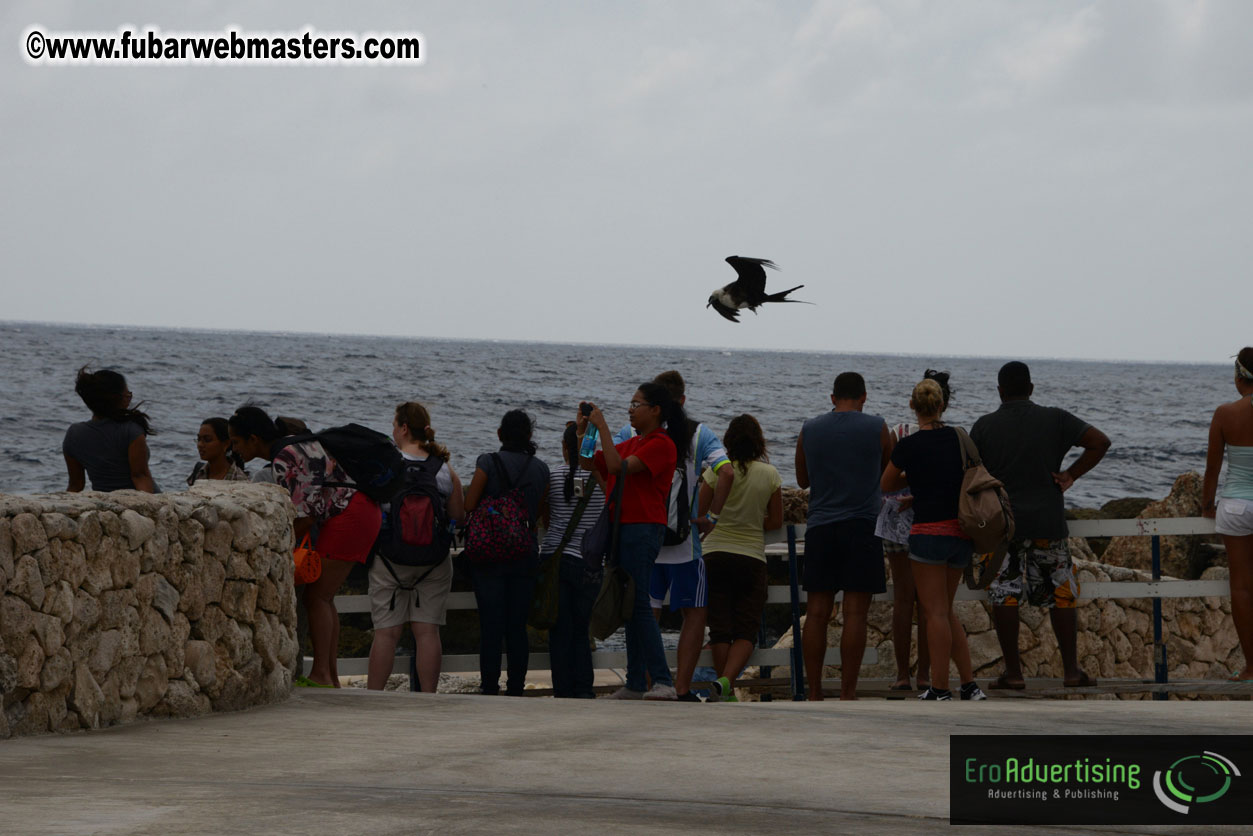 WireCard Dolphin Swim