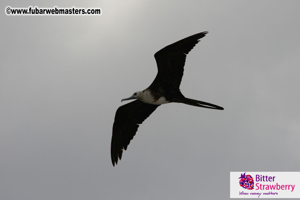 WireCard Dolphin Swim