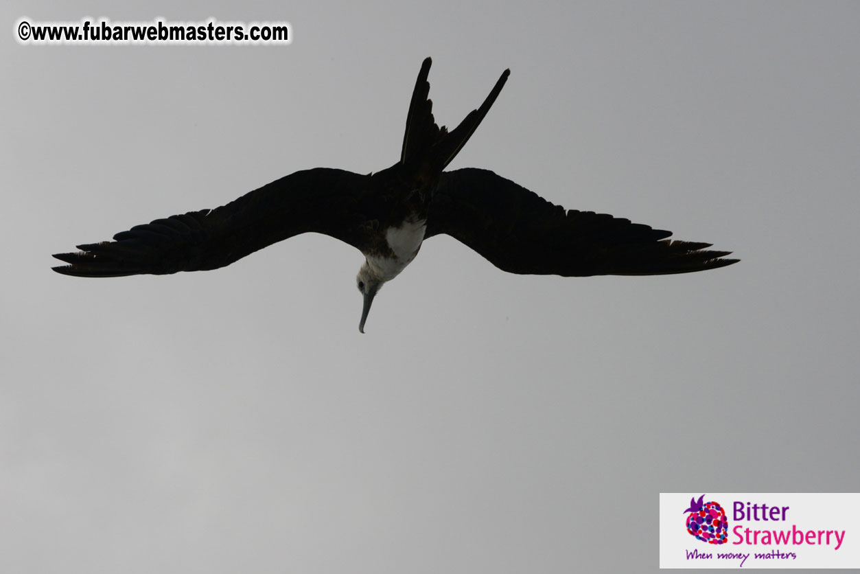 WireCard Dolphin Swim