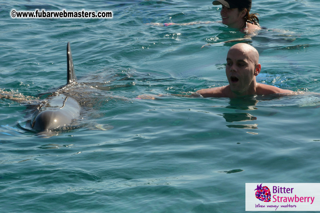 PussyCash Dolphin Swim 