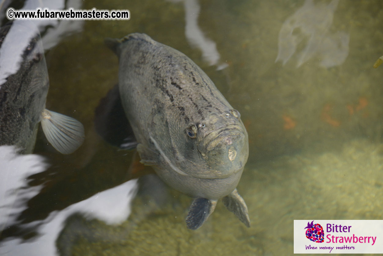 Sailing and Snorkeling Adventure