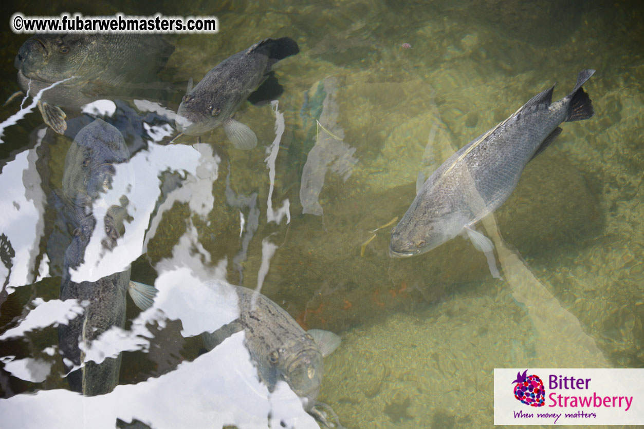 Sailing and Snorkeling Adventure