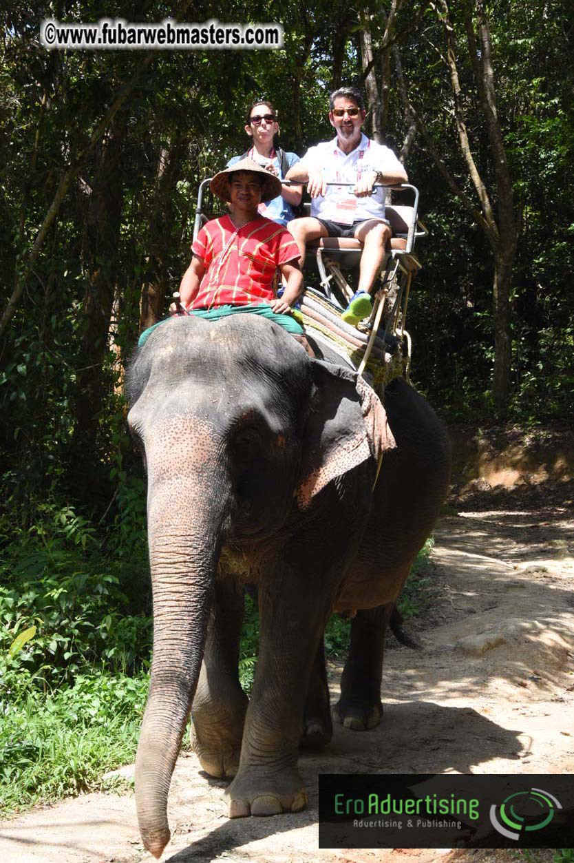 Elephant Safari 