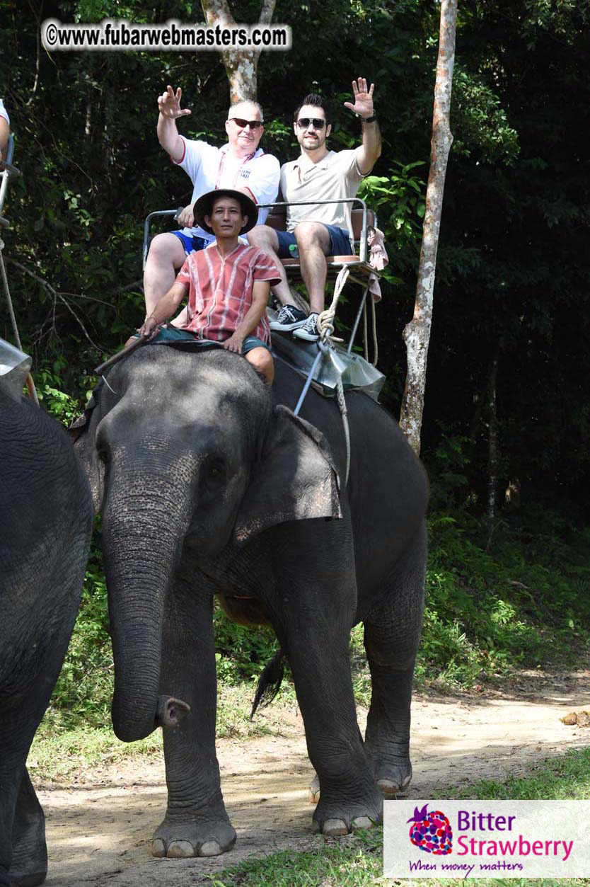 Elephant Safari 