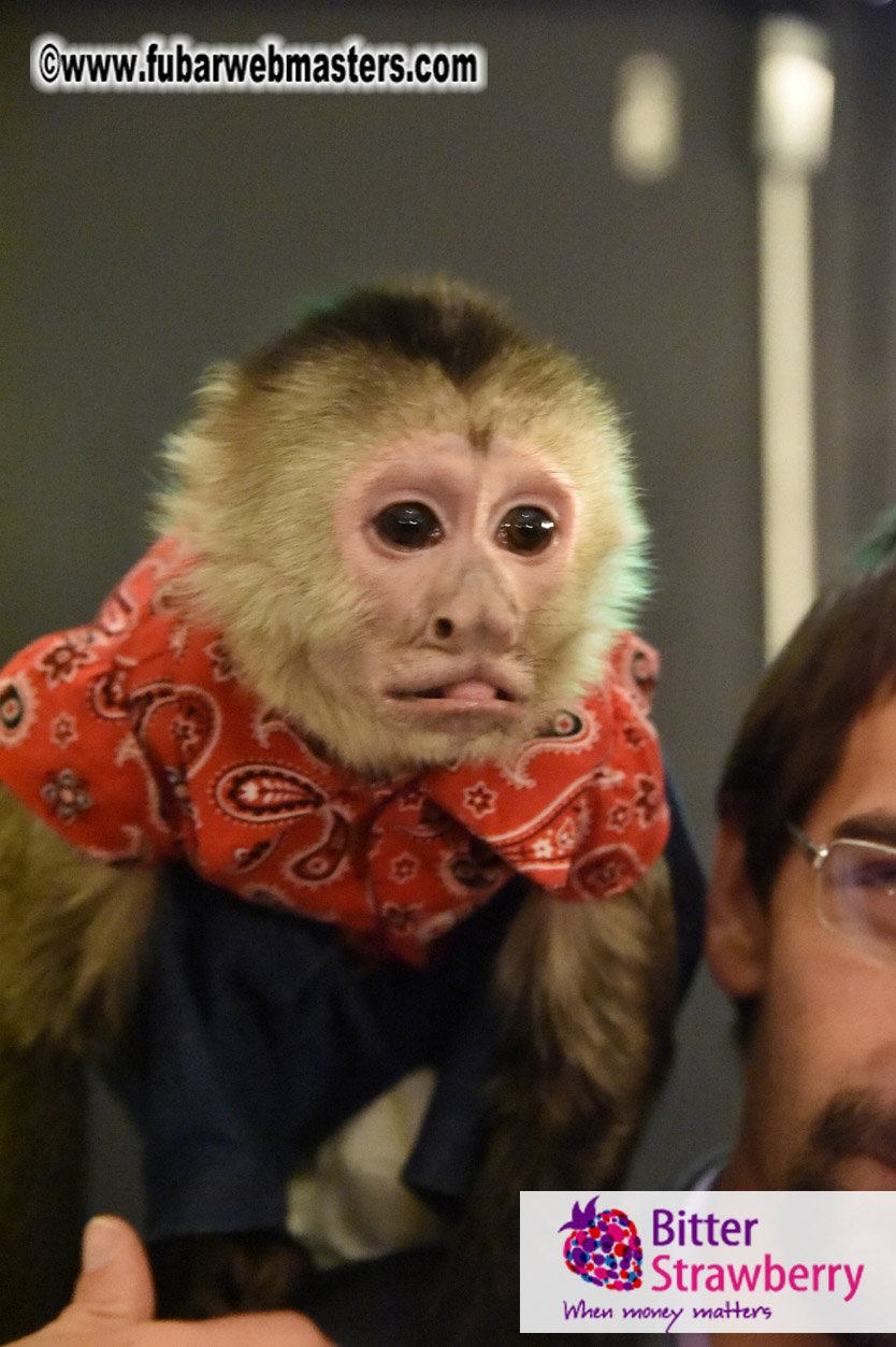 MojoHost Suite Party