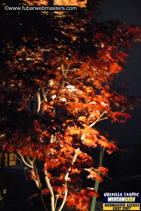 Party at Platinum Dave's