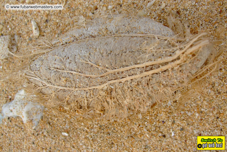 GoodGirl & Baddog's Hawaii Photos