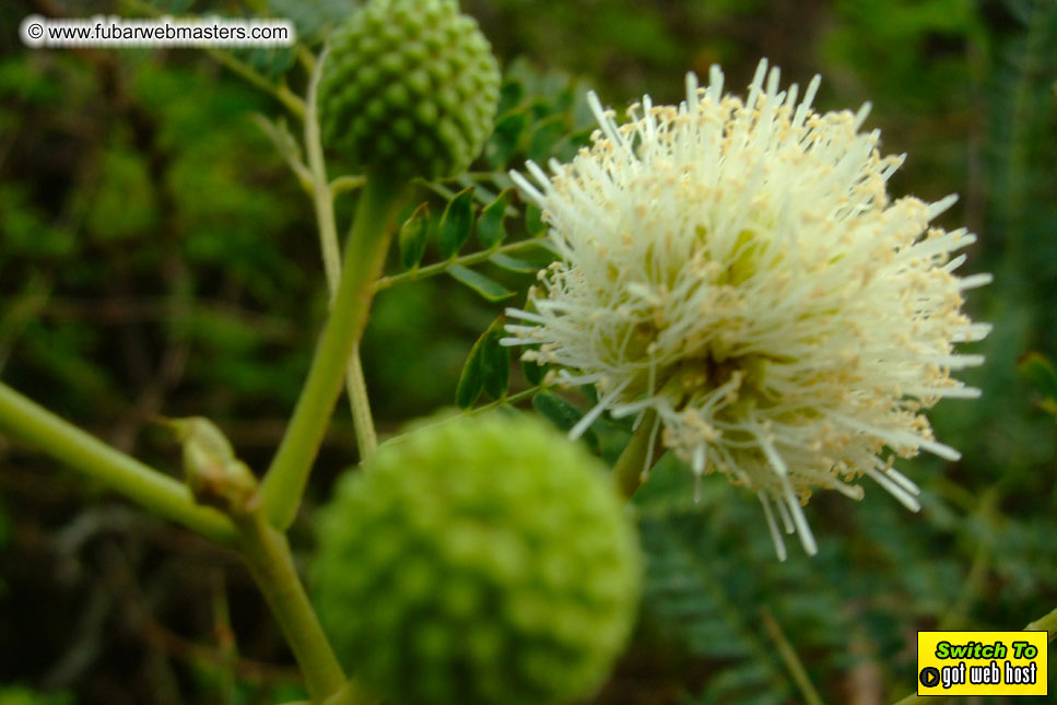 GoodGirl & Baddog's Hawaii Photos