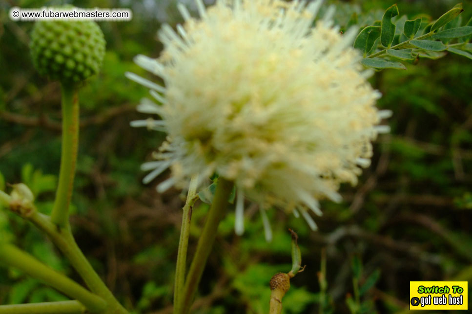 GoodGirl & Baddog's Hawaii Photos