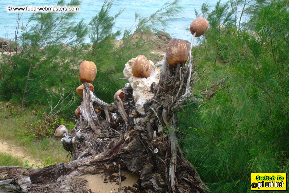 GoodGirl & Baddog's Hawaii Photos