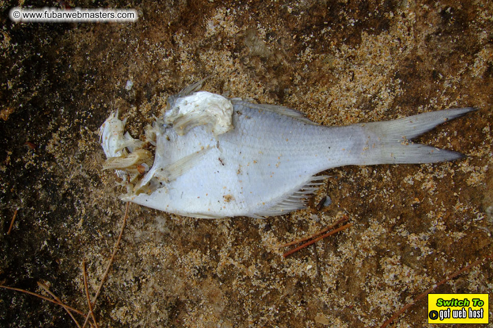 GoodGirl & Baddog's Hawaii Photos