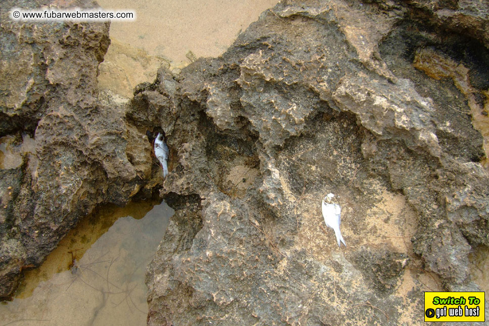 GoodGirl & Baddog's Hawaii Photos