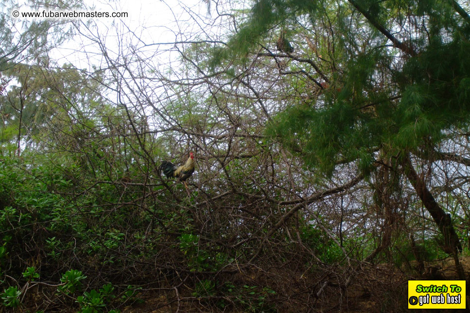 GoodGirl & Baddog's Hawaii Photos