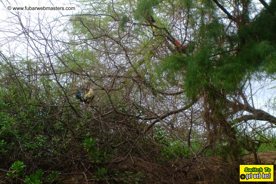 GoodGirl & Baddog's Hawaii Photos