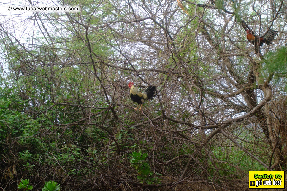 GoodGirl & Baddog's Hawaii Photos