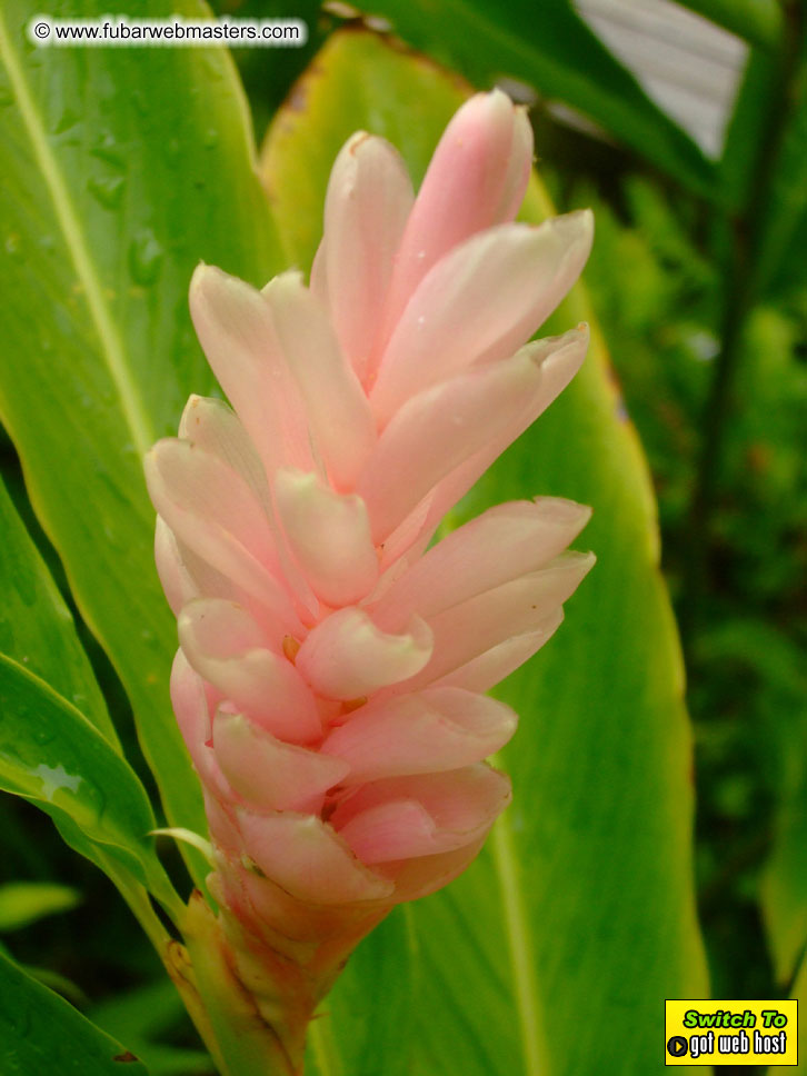 GoodGirl & Baddog's Hawaii Photos