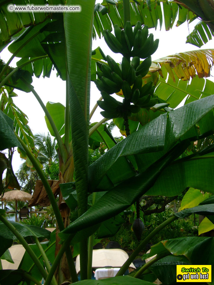 GoodGirl & Baddog's Hawaii Photos