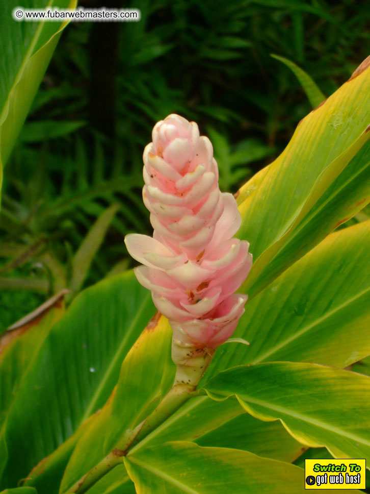 GoodGirl & Baddog's Hawaii Photos