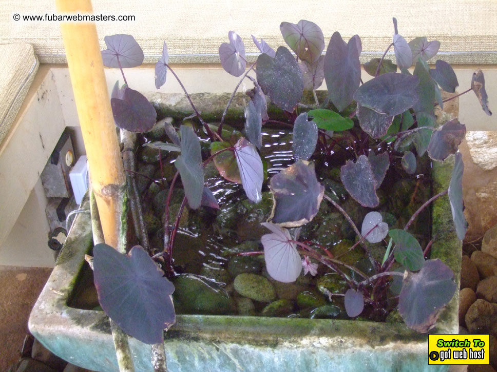 GoodGirl & Baddog's Hawaii Photos