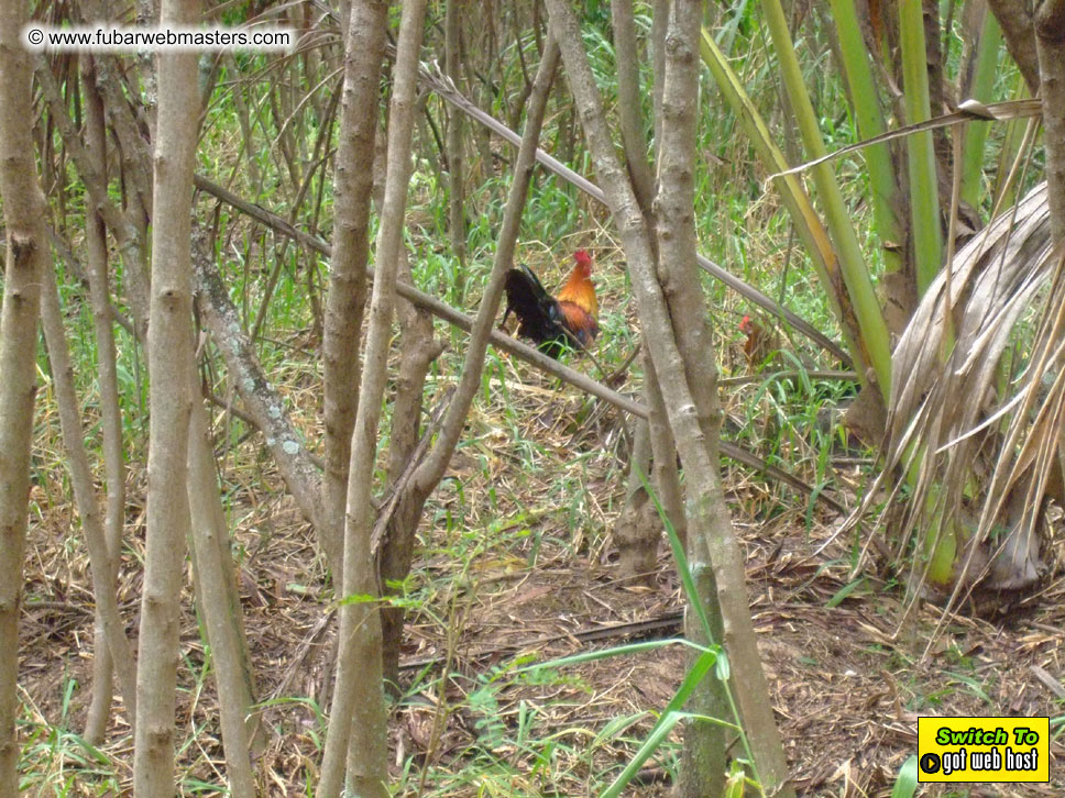 GoodGirl & Baddog's Hawaii Photos