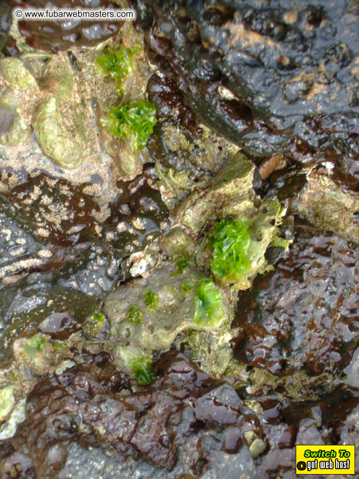 GoodGirl & Baddog's Hawaii Photos