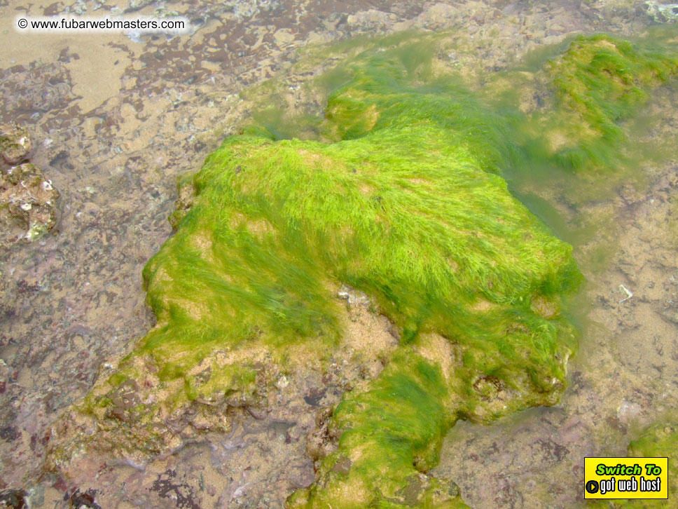 GoodGirl & Baddog's Hawaii Photos