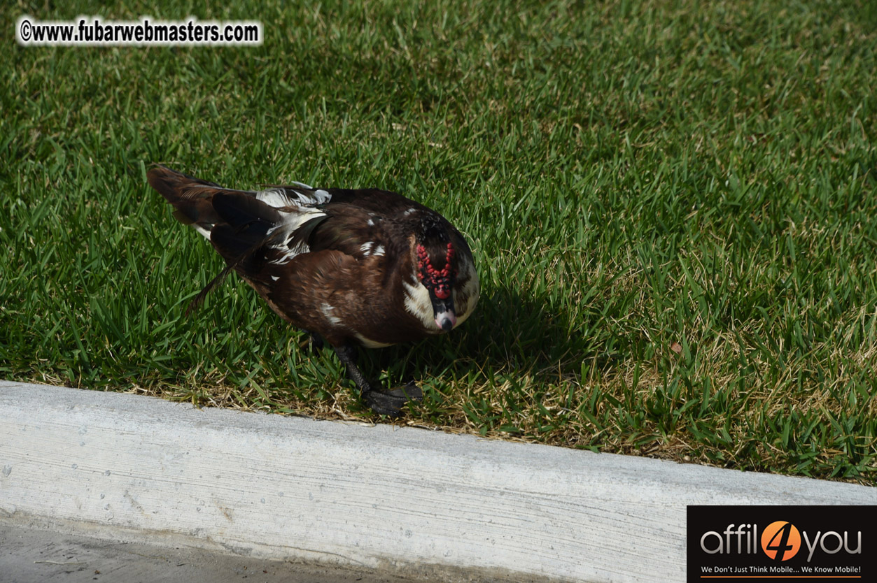XBIZ Miami Golf Tournament