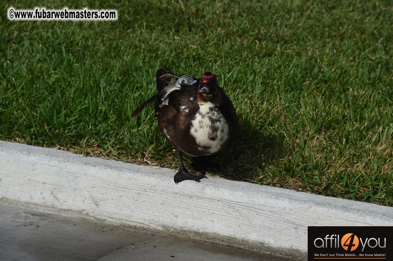 XBIZ Miami Golf Tournament