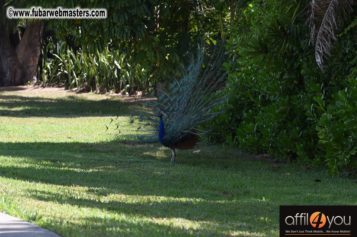 XBIZ Miami Golf Tournament