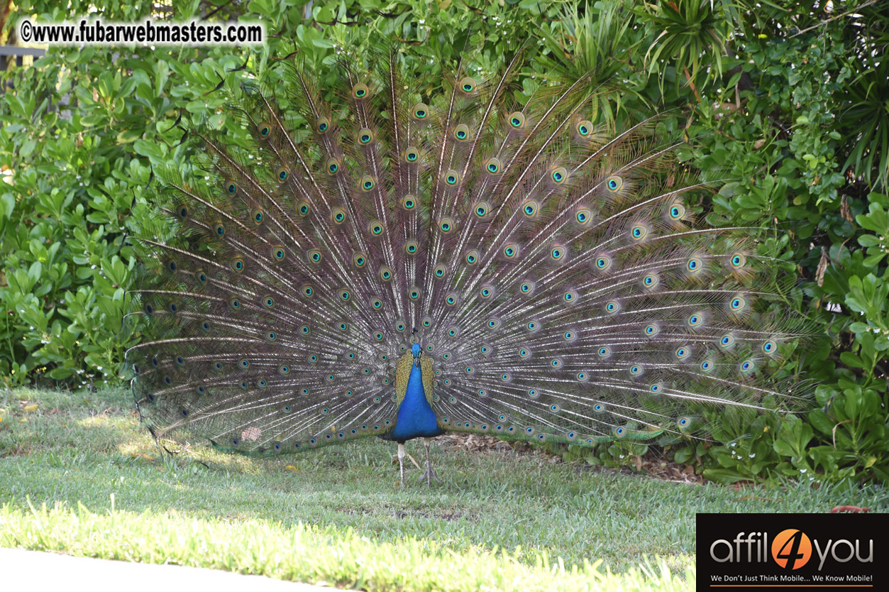 XBIZ Miami Golf Tournament