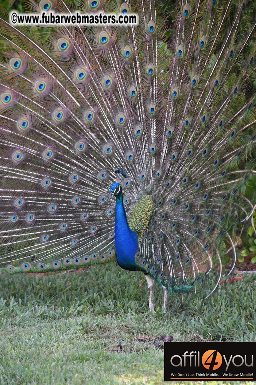 XBIZ Miami Golf Tournament